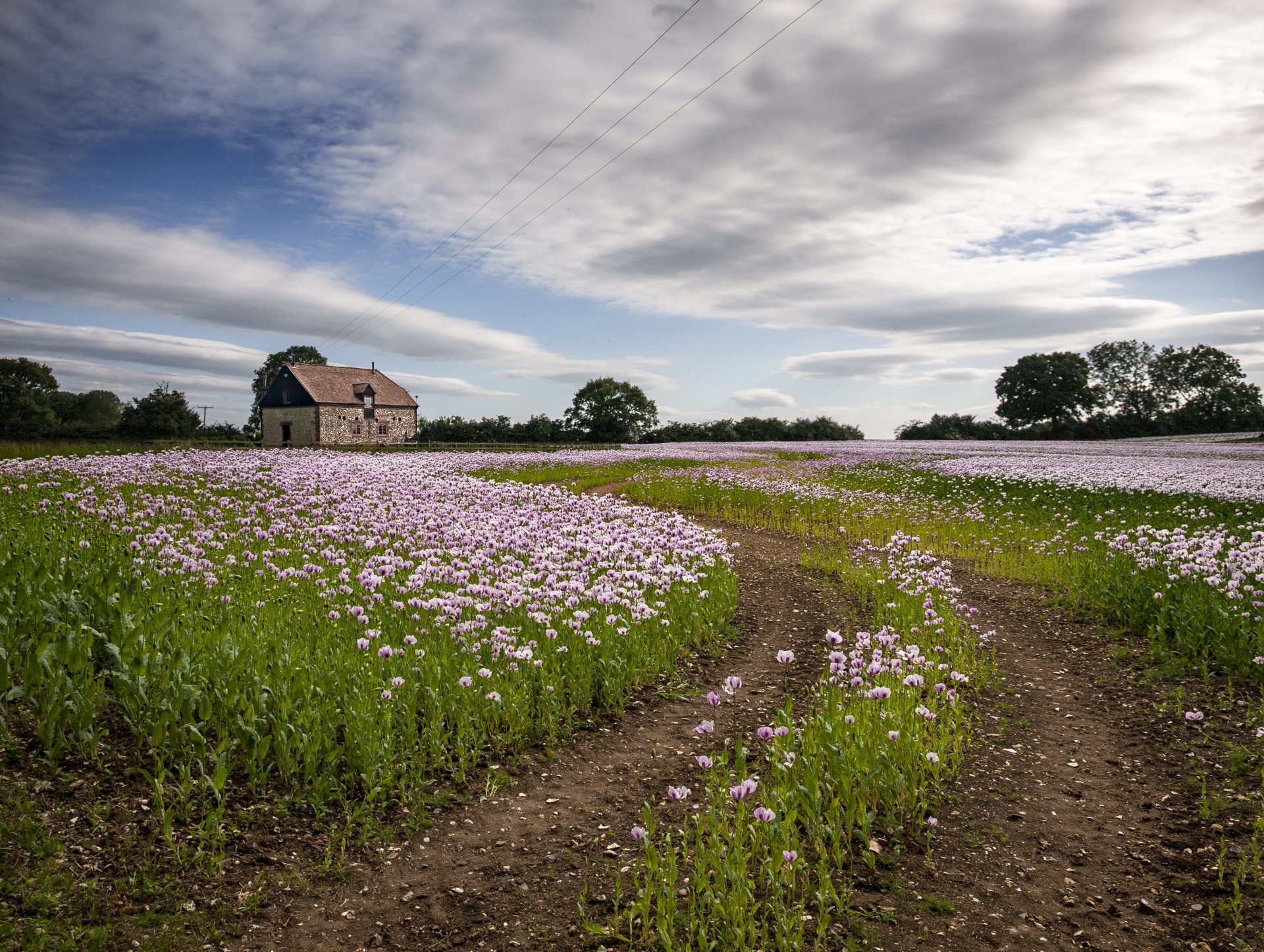 beautiful field pink poppies oxfordshire uk farmhouse